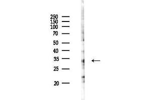 Western blot analysis of lysates from PC12 cells(UV 30 min treatment), using OR10R2 Antibody at 1/1000 dilution.