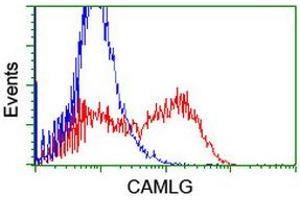 HEK293T cells transfected with either RC218292 overexpress plasmid (Red) or empty vector control plasmid (Blue) were immunostained by anti-CAMLG antibody (ABIN2455753), and then analyzed by flow cytometry. (CAMLG 抗体)