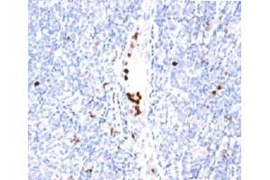 IHC staining of tonsil tissue with Granulocyte Marker antibody (BM-2). (Granulocyte Marker 抗体)