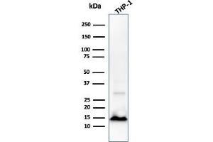 Western Blot Analysis of THP-1 cell lysate using Cystatin A Mouse Monoclonal Antibody (CPTC-CSTA-1). (CSTA 抗体)