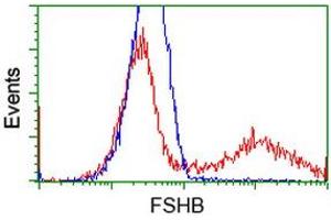 HEK293T cells transfected with either RC214616 overexpress plasmid (Red) or empty vector control plasmid (Blue) were immunostained by anti-FSHB antibody (ABIN2453049), and then analyzed by flow cytometry. (FSHB 抗体)