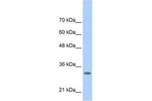 Western Blotting (WB) image for anti-Transcription Factor MafB (MAFB) antibody (ABIN2460785) (MAFB 抗体)
