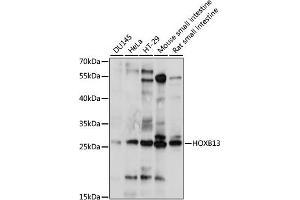 Western blot analysis of extracts of various cell lines, using HOXB13 antibody (ABIN7267765) at 1:1000 dilution. (HOXB13 抗体  (AA 50-150))