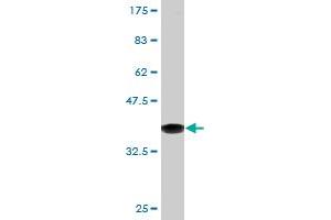 Western Blot detection against Immunogen (36.