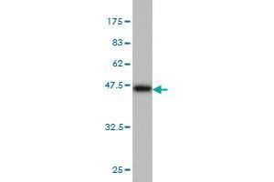 Western Blot detection against Immunogen (41.