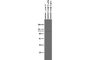 Transfected cell immunoblot: extracts of COS cells transiently transfected with HA-tagged Alpha-2C and Alpha-2A adrenergic receptor or untagged Kv2.