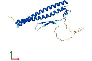AlphaFold protein structure predicition of Mouse Recombinant Ccdc115 Protein, UniprotID Q8VE99