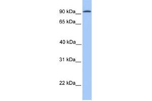 WB Suggested Anti-CDH16 Antibody Titration:  0. (Cadherin-16 抗体  (N-Term))