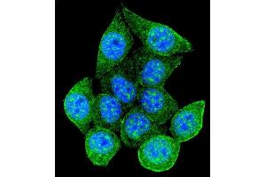 Confocal immunofluorescent analysis of Rad9 Antibody  (ABIN655465 and ABIN2844992) with 293 cell followed by Alexa Fluor 488-conjugated goat anti-rabbit lgG (green). (RAD9A 抗体  (AA 365-391))
