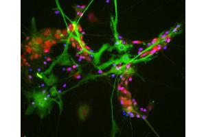 View of mixed neuron/glial cultures stained with ABIN1842244 (green) and our rabbit antibody to NeuN/FOX3 antibody (RPCA-FOX3, red). (ALDOC 抗体  (N-Term))