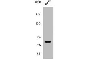 Western Blot analysis of HuvEc cells using SMIT Polyclonal Antibody (SLC5A3 抗体  (Internal Region))