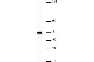 Nap1 pAb tested by Western blot. (NAPSA 抗体)