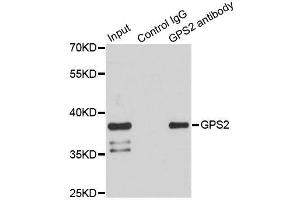 Immunoprecipitation analysis of 150ug extracts of HeLa cells using 3ug GPS2 antibody. (GPS2 抗体)