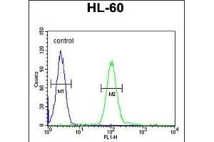 COQ7 Antibody (C-term) (ABIN652061 and ABIN2840529) flow cytometric analysis of HL-60 cells (right histogram) compared to a negative control cell (left histogram). (Coq7 抗体  (C-Term))