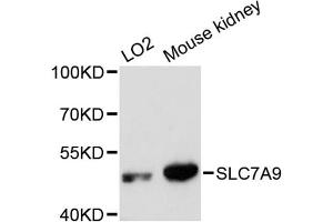 Western blot analysis of extracts of various cell lines, using SLC7A9 antibody. (SLC7A9 抗体)