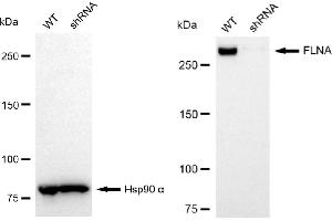 Western blotting analysis using FLNA antibody (ABIN7798621).