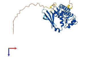 Serine/threonine-Protein Kinase PRKY (PRKY) (AA 1-277) protein (His tag)