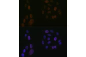Immunofluorescence (IF) image for anti-Arachidonate 5-Lipoxygenase (ALOX5) antibody (ABIN3016895)