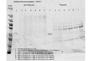 Immunoprecipitation of rabbit anti Aldolase antiserum – Immunoprecipitation performed with 300 ul of antiserum and an equal volume of varied amounts of purified aldolase diluted from a stock solution of ~2. (ALDOA 抗体)