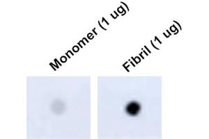 Dot Blot analysis using Mouse Anti-Tau Monoclonal Antibody, Clone 1D5 (ABIN6952073). (tau 抗体  (Atto 488))