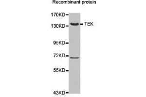 Western Blotting (WB) image for anti-TEK Tyrosine Kinase, Endothelial (TEK) antibody (ABIN1875053) (TEK 抗体)