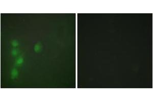 Immunofluorescence (IF) image for anti-Zinc Finger Protein 174 (ZNF174) (AA 201-250) antibody (ABIN2889615) (ZNF174 抗体  (AA 201-250))