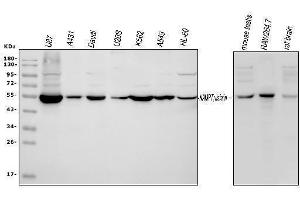 Western blot analysis of Visfatin using anti-Visfatin antibody (ABIN4886677).