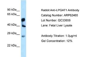 Western Blotting (WB) image for anti-Lysophosphatidylglycerol Acyltransferase 1 (LPGAT1) (C-Term) antibody (ABIN971073) (LPGAT1 抗体  (C-Term))