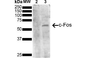 Western Blot analysis of Human Serum starved HeLa cells treated with PMA showing detection of 41 kDa c-fos protein using Mouse Anti-c-fos Monoclonal Antibody, Clone 3G11 (ABIN5650643). (c-FOS 抗体  (AA 280-380) (HRP))
