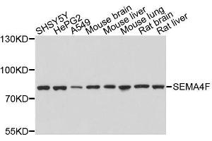 Western blot analysis of extracts of various cell lines, using SEMA4F antibody. (SEMA4F 抗体  (AA 280-420))