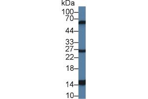 Detection of GAL2 in Mouse Stomach lysate using Polyclonal Antibody to Galectin 2 (GAL2) (Gallinacin-2 (GAL2) (AA 1-123) 抗体)