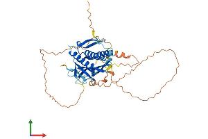 AlphaFold protein structure predicition of Human Recombinant HORMAD1 Protein, UniprotID Q86X24