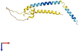 F162A Protein (AA 1-155) (His tag)