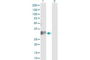 Western Blot analysis of KLF16 expression in transfected 293T cell line by KLF16 MaxPab polyclonal antibody. (KLF16 抗体  (AA 1-252))