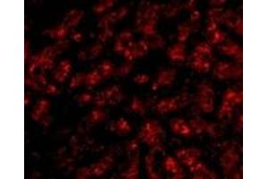 Immunofluorescence (IF) image for anti-Apolipoprotein A-I (APOA1) (N-Term) antibody (ABIN1031235) (APOA1 抗体  (N-Term))