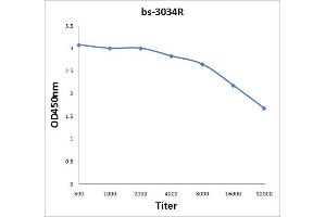 Antigen: 0. (ATP1A1 抗体  (pTyr10))