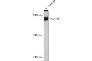 Western blot analysis of extracts of Mouse lung, using KDM5A Rabbit mAb (ABIN7268330) at 1:1000 dilution. (KDM5A 抗体)