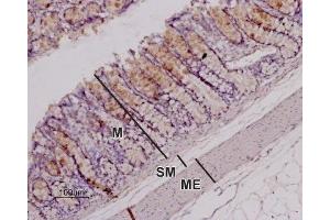 Expression of OX1R in rat colon - Immunohistochemical staining of paraffin-embedded longitudinal section of rat colon showing mucosa (M), submucosa (SM), and muscularis externa (ME) using Anti-Orexin Receptor 1 Antibody (ABIN7043285, ABIN7044883 and ABIN7044884), (1:100). (HCRTR1 抗体  (AA 256-269))