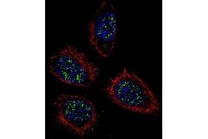 Immunofluorescence (IF) image for anti-Pinin, Desmosome Associated Protein (PNN) antibody (ABIN2996252) (PNN 抗体)