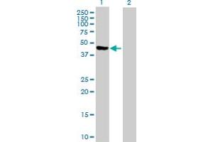 Western Blot analysis of PA2G4 expression in transfected 293T cell line by PA2G4 MaxPab polyclonal antibody. (PA2G4 抗体  (AA 1-394))