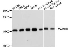 Western blot analysis of extracts of various cell lines, using MAGOH antibody (ABIN1877064) at 1:1000 dilution. (MAGOH 抗体)