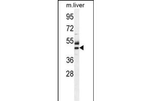 ATPBD3 Antibody (Center) (ABIN654307 and ABIN2844091) western blot analysis in mouse liver tissue lysates (35 μg/lane). (ATPBD3 抗体  (AA 208-236))