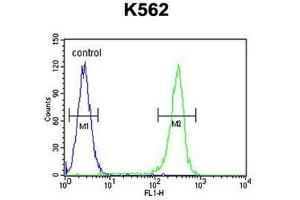Flow Cytometry (FACS) image for anti-Werner syndrome RecQ like helicase (WRN) (AA 794-825), (Middle Region), (Thr802) antibody (ABIN955584)