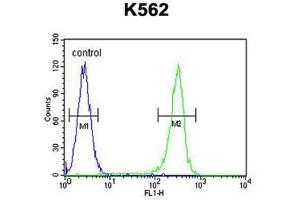 WRN Antibody (Center T802) flow cytometric analysis of K562 cells (right histogram) compared to a negative control cell (left histogram). (RECQL2 抗体  (Middle Region, Thr802))