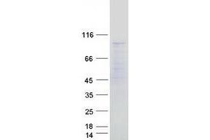 Western Blotting (WB) image for Mediator Complex Subunit 24 (MED24) (Transcript Variant 1) protein (Myc-DYKDDDDK Tag) (ABIN2725741)
