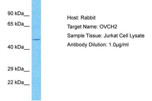 OVCH2 抗体  (C-Term)