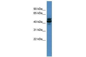 Antxr2 antibody used at 0. (ANTXR2 抗体  (N-Term))