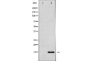 Western blot analysis of Histone H2A. (H2AFX 抗体)