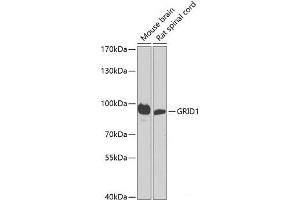 Western blot analysis of extracts of various cell lines using GRID1 Polyclonal Antibody at dilution of 1:1000. (GRID1 抗体)