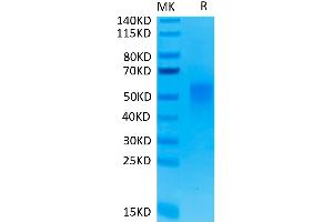 CD28 Protein (CD28) (His-Avi Tag,Biotin)